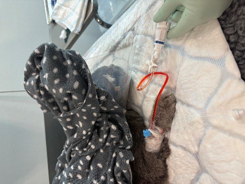Cytostatikagiva till katt med lymfom