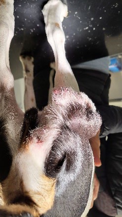 Mastocytom hos hund