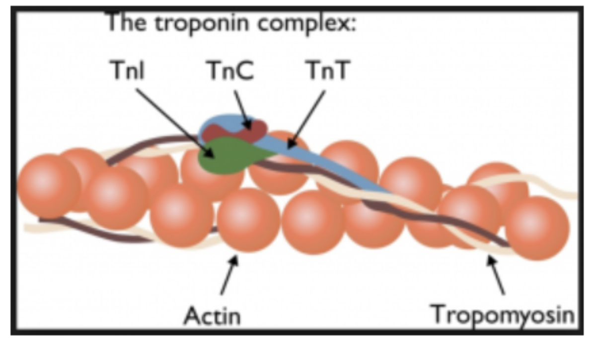 Troponin interagerar med myosin och aktin